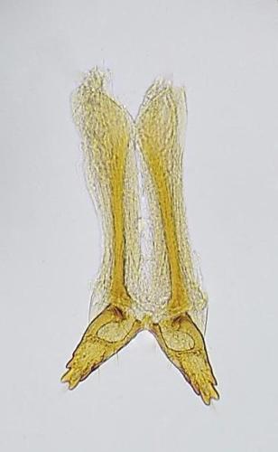 Réf. 318 238 : Bacanius punctiformis